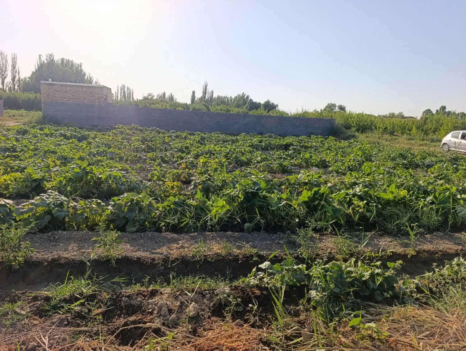 زمین زراعی 850متر