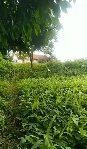 زمین مسکونی با انشعابات کامل