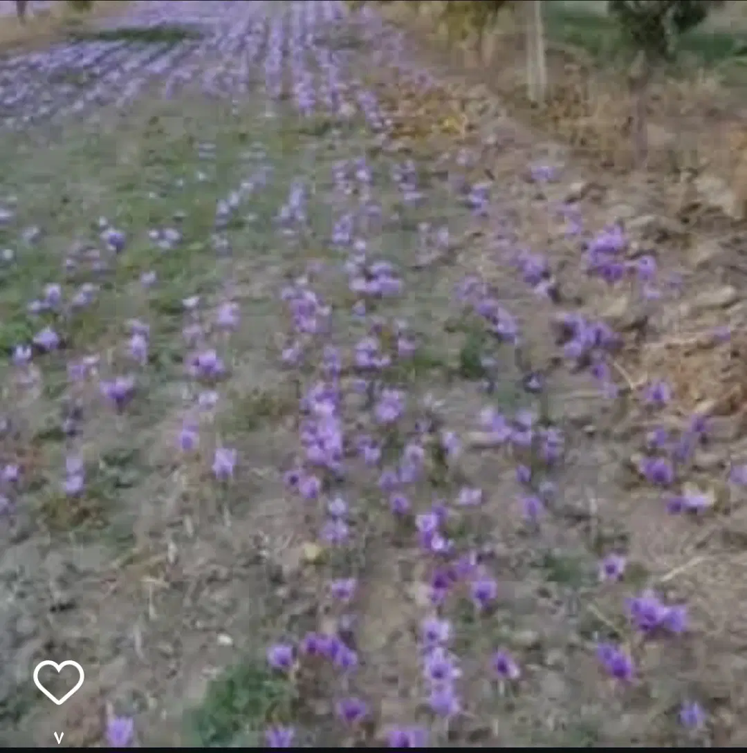 زمین کشاورزی ۲هکتار