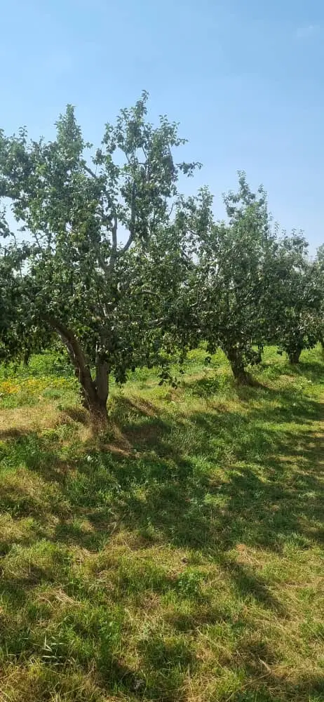 باغ ۱۰۰۰ متری در داخل شهر اهر