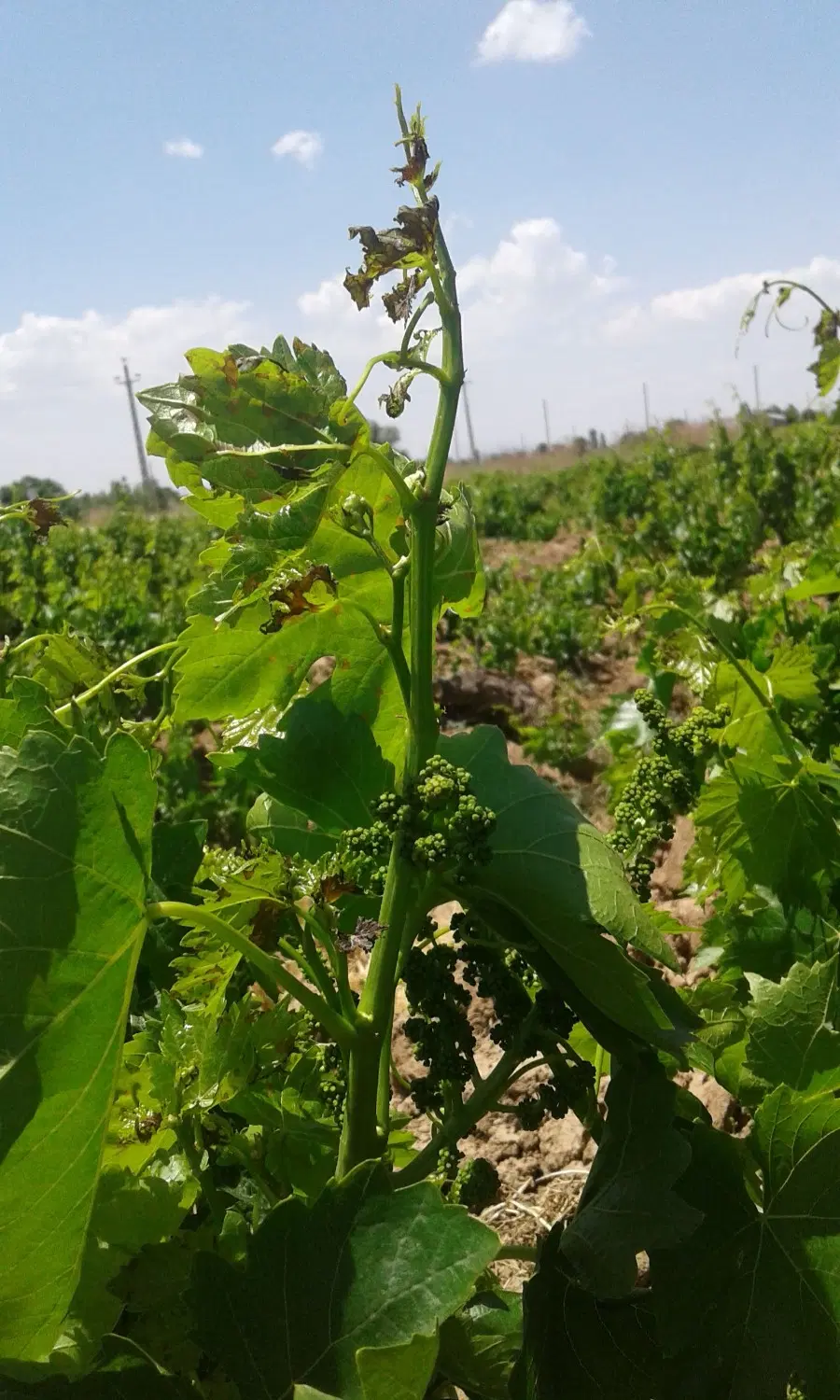 فروش زمین باغی