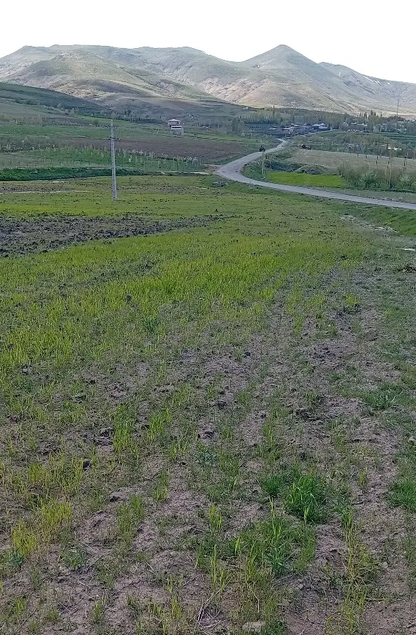 زمین زراعی 2000مترچسبیده به آسفالت