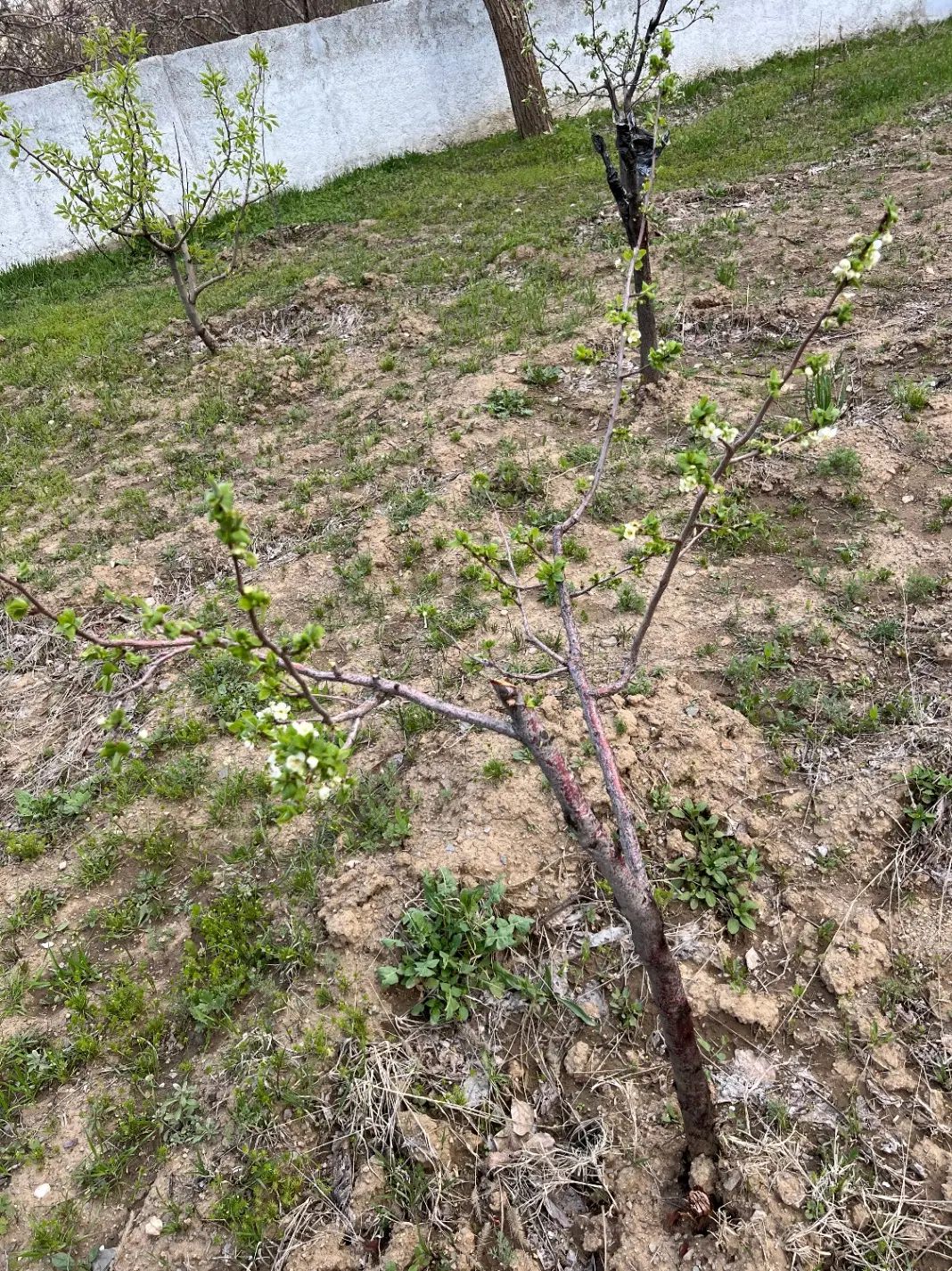 باغ گردو ورکانه