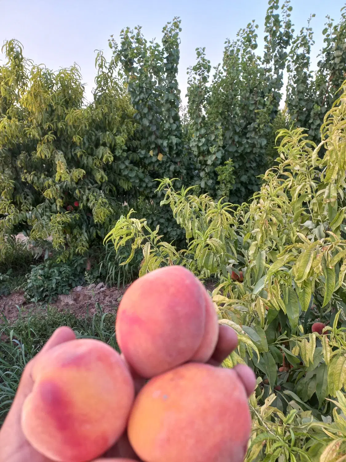 باغچه قدیمی با درختان درجه۱ خیابان بهار باانشعابات