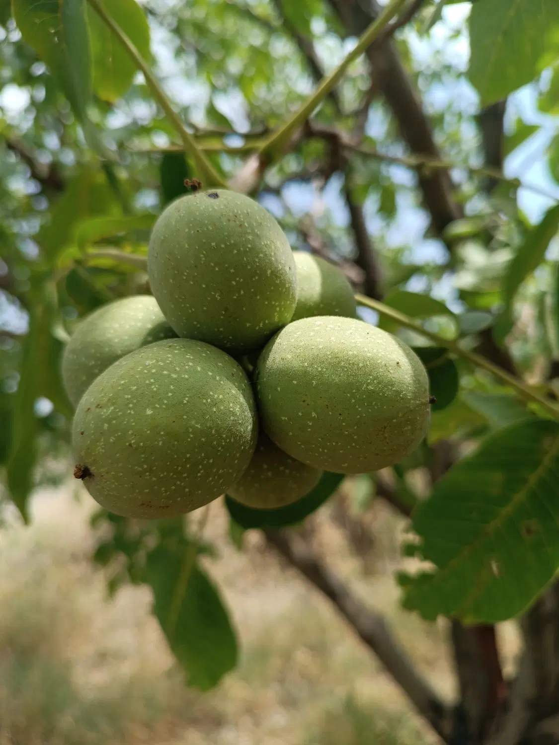 ۲۰۰۰ متر باغ میوه