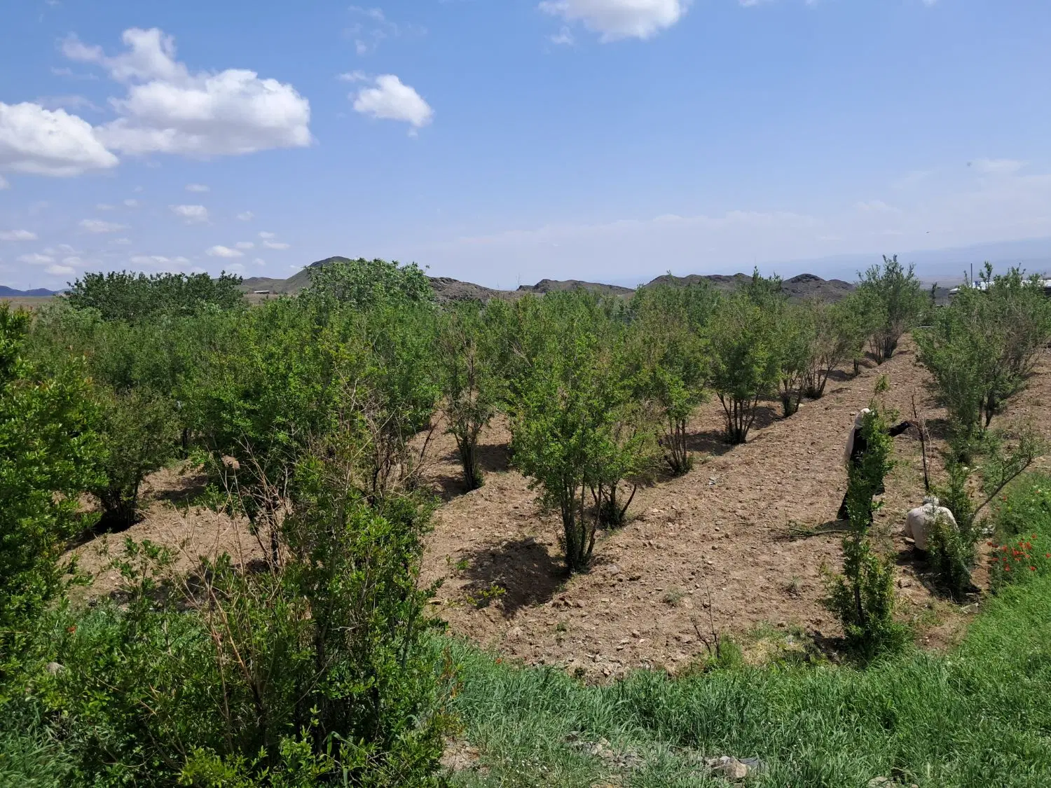 باغ سند ششدانگ