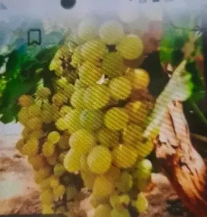 زمین کشاورزی واقع در جاده اک خرم آباد