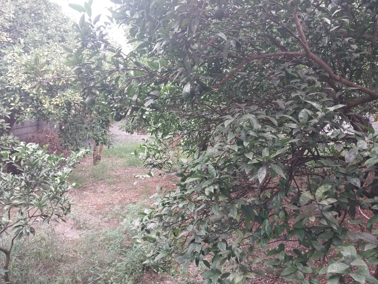 زمین تازه اباد نوشهر