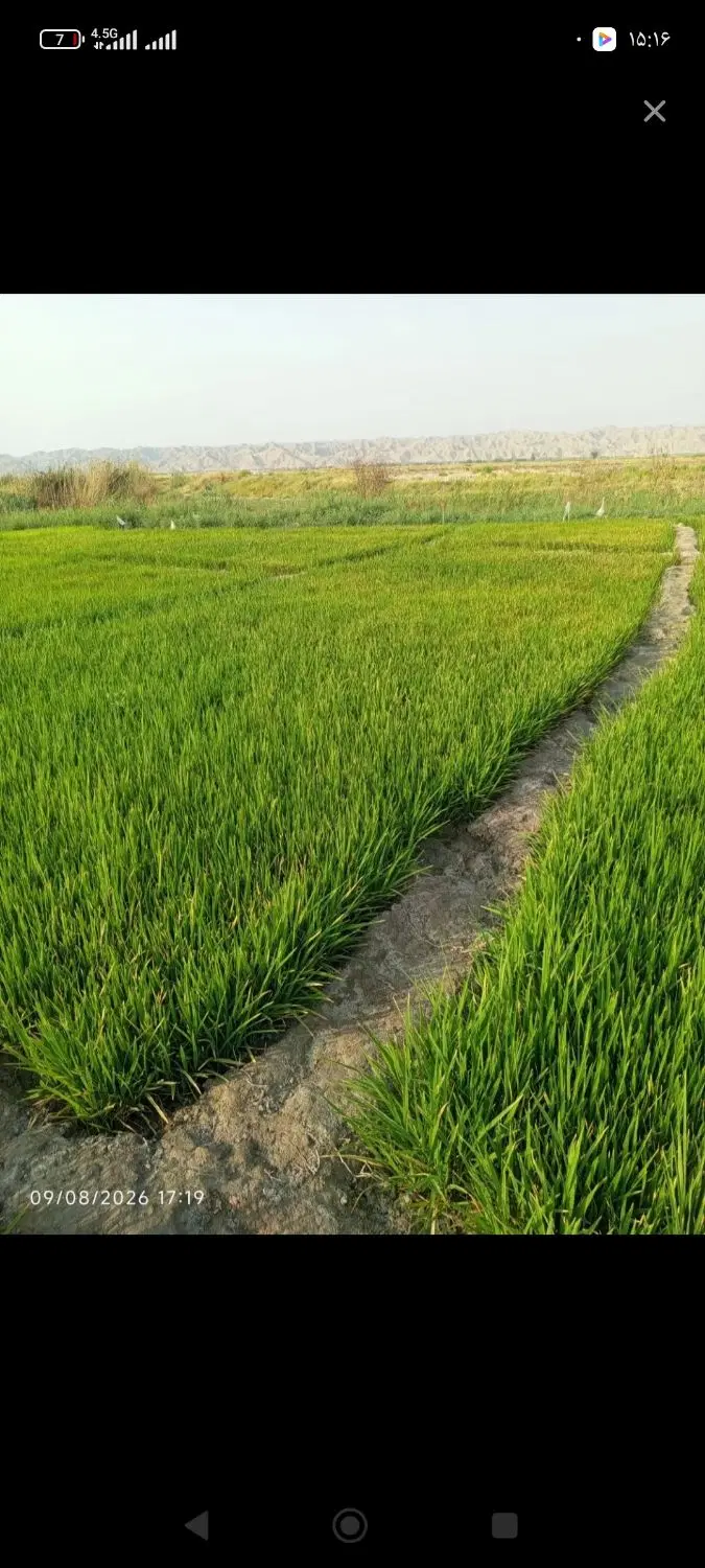 زمین  تجاری