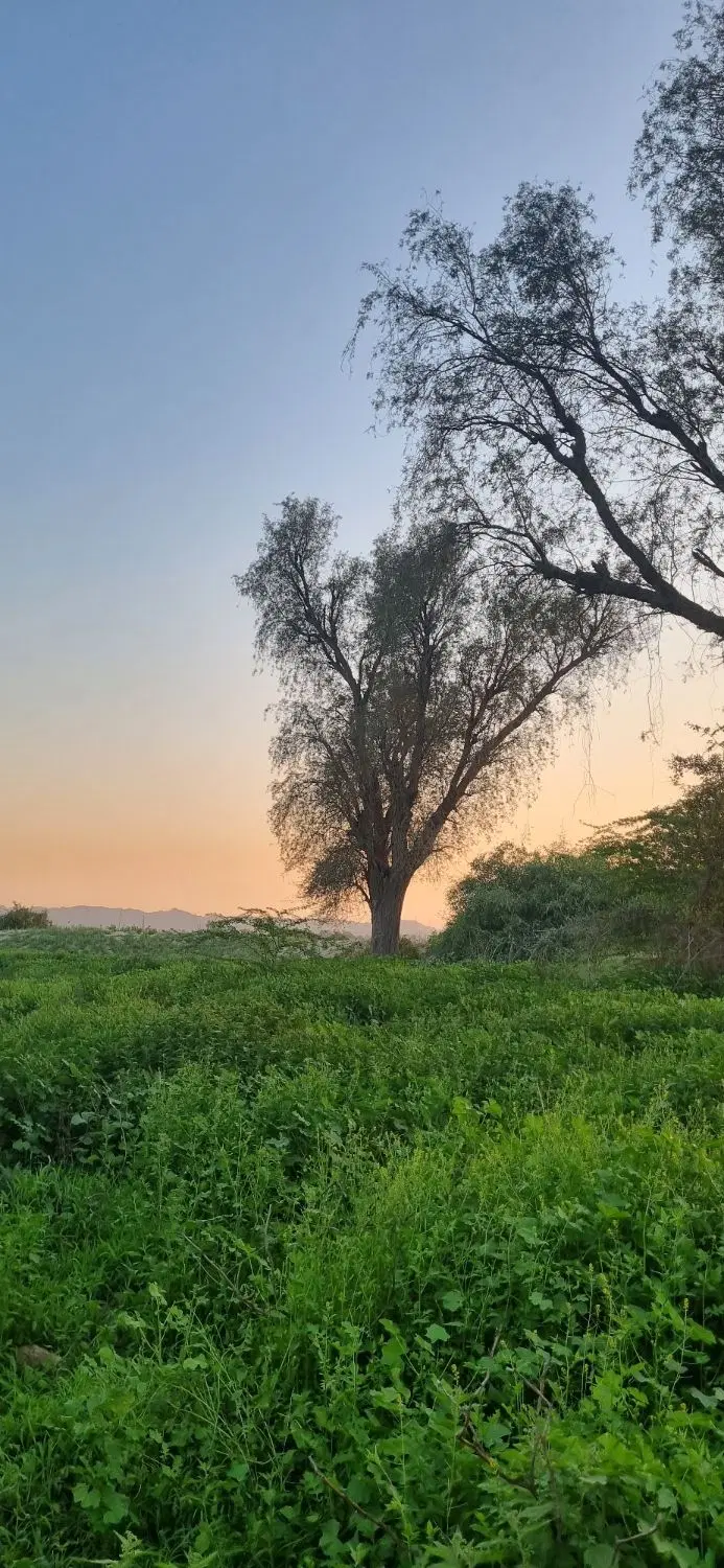 زمین کشاورزی