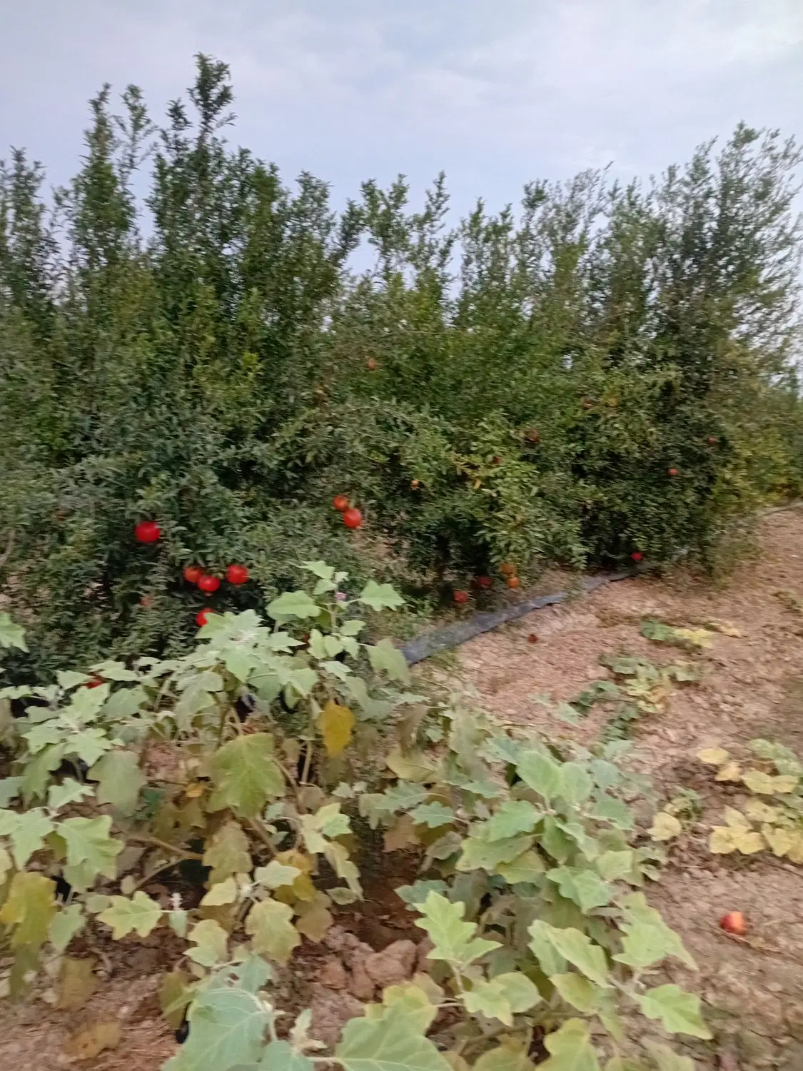 باغ اناروانواع میوه