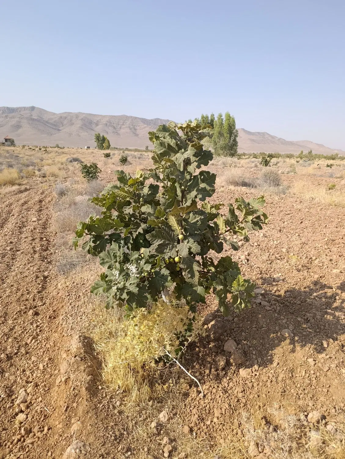 باغچه انجیر