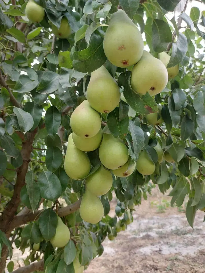 عکس واسه همین زمین هست