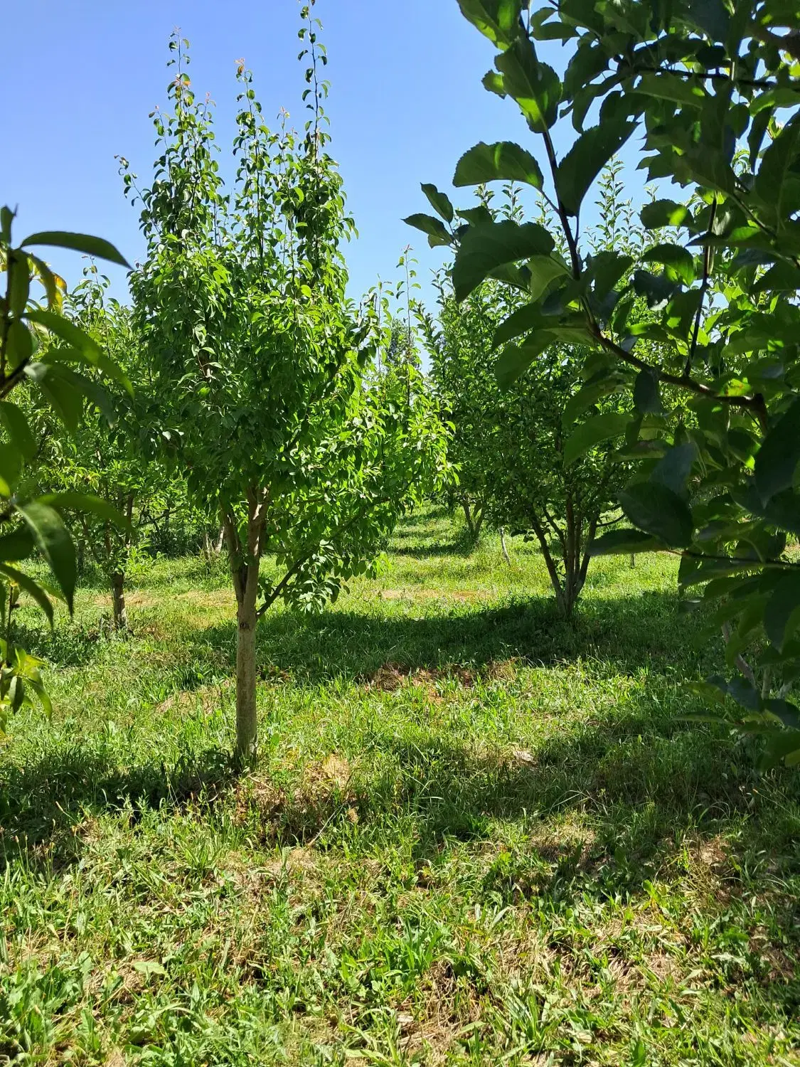باغ میوه