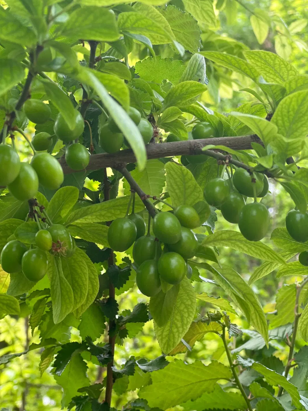 باغچه ۴۵۰متری با برق