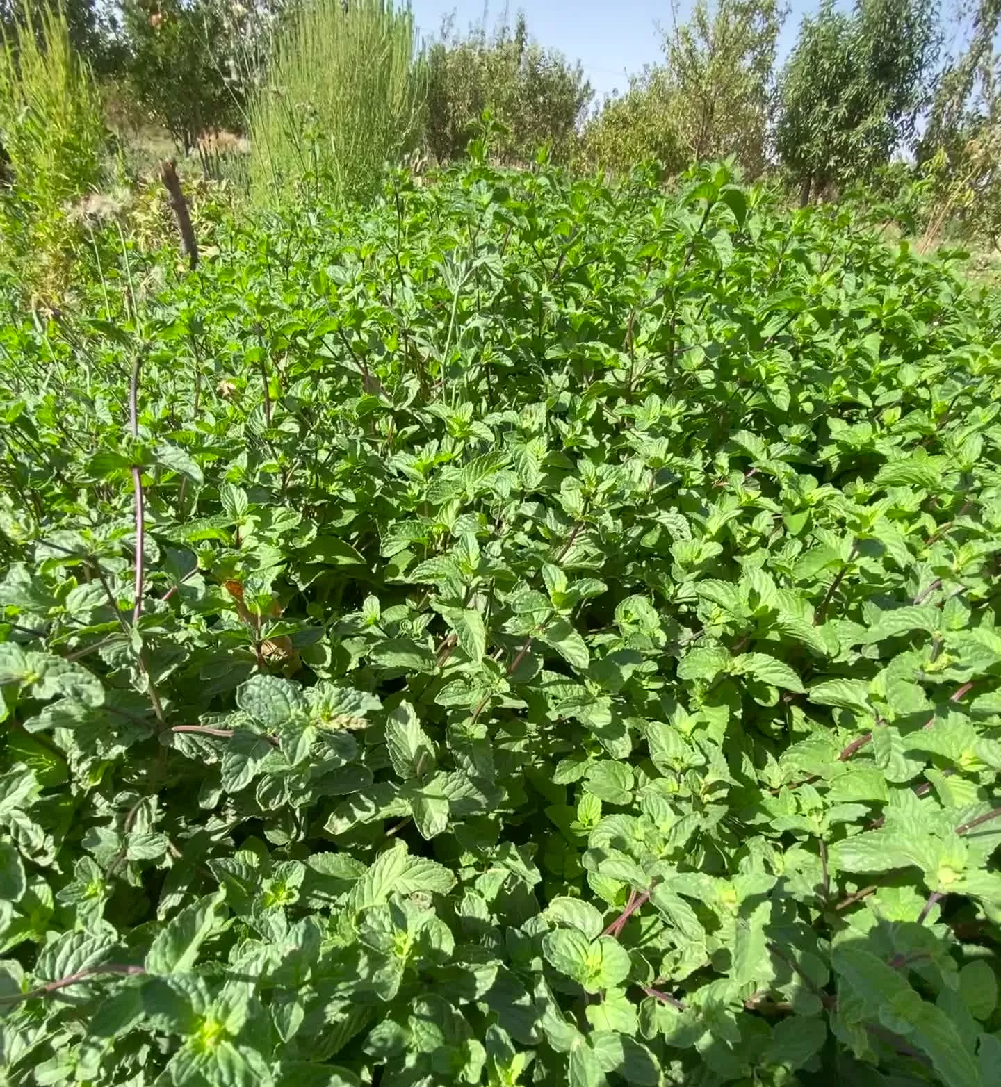 ویلا باغ در شبستر