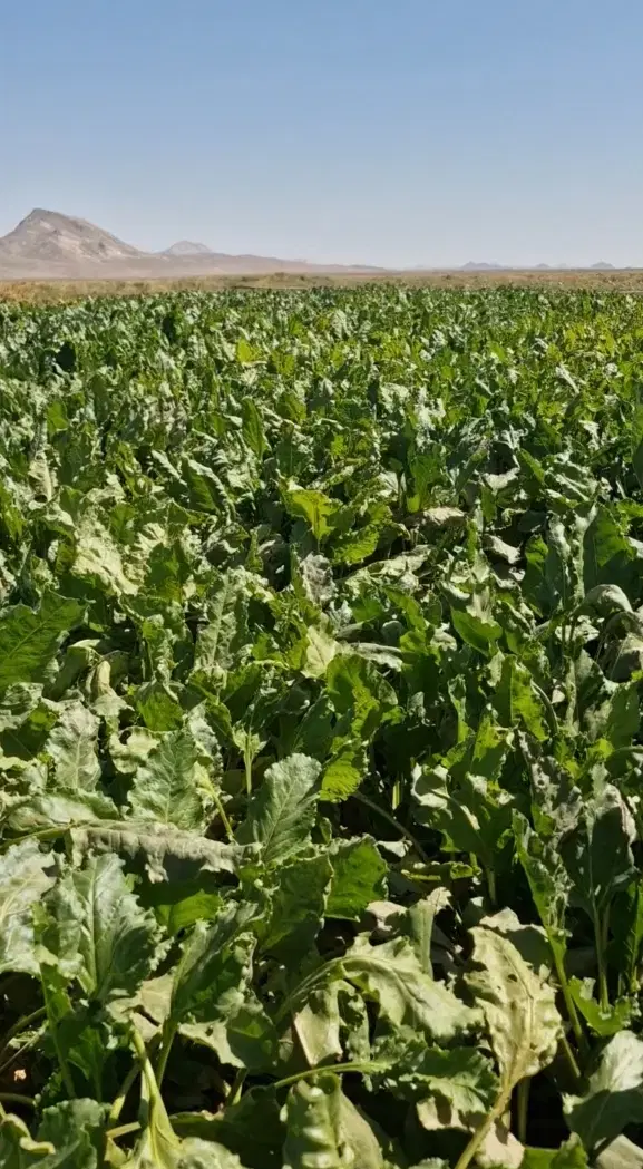 فروش زمین ۱۵ هکتار کشاورزی در نیشابور