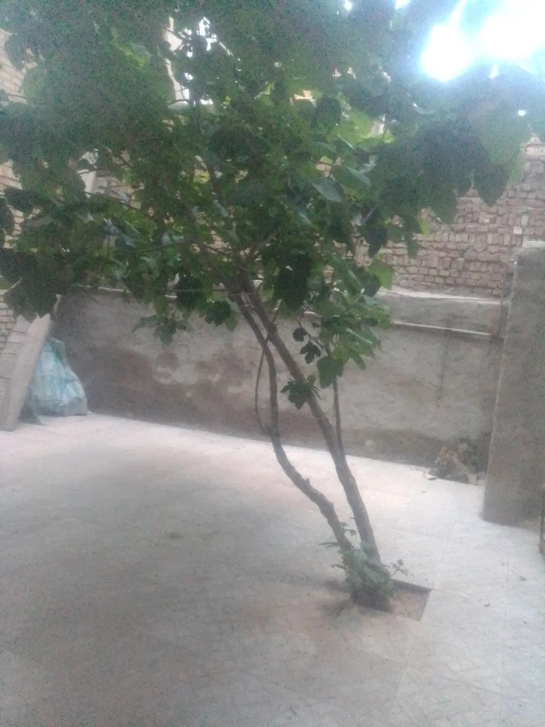خانه دربست مورد رهن اجاره منجم علی سیاهپوش