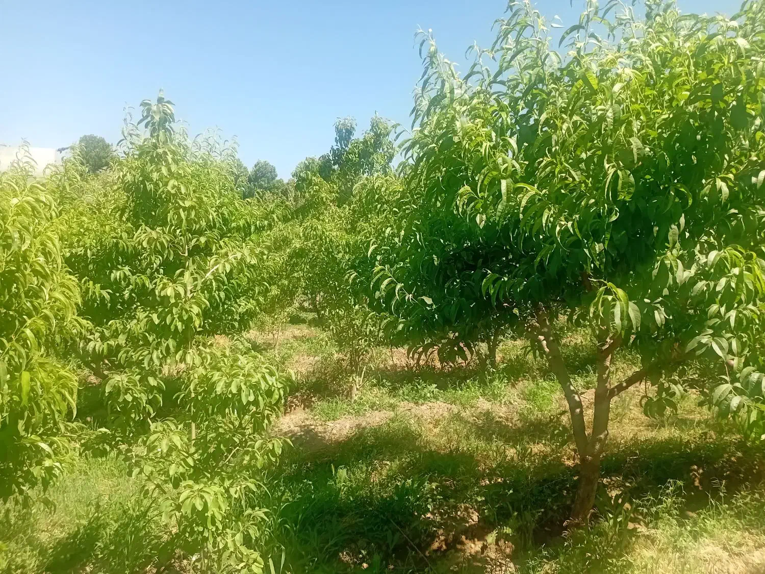 چهارباغ دهکده ورزشی ۲۰متری سند دار