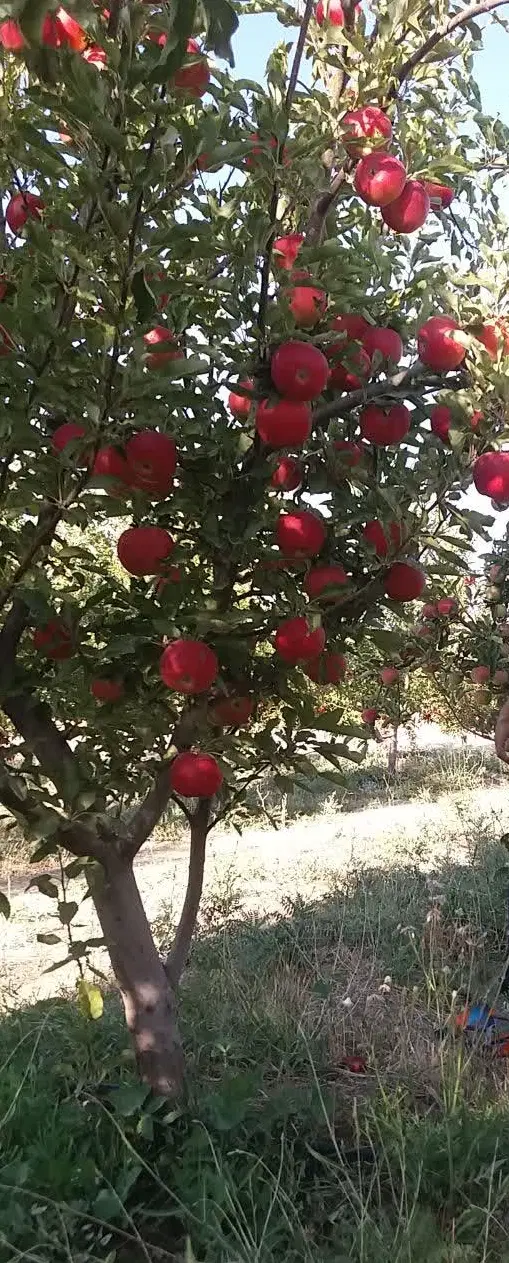 باغ قطره ای  در اهر