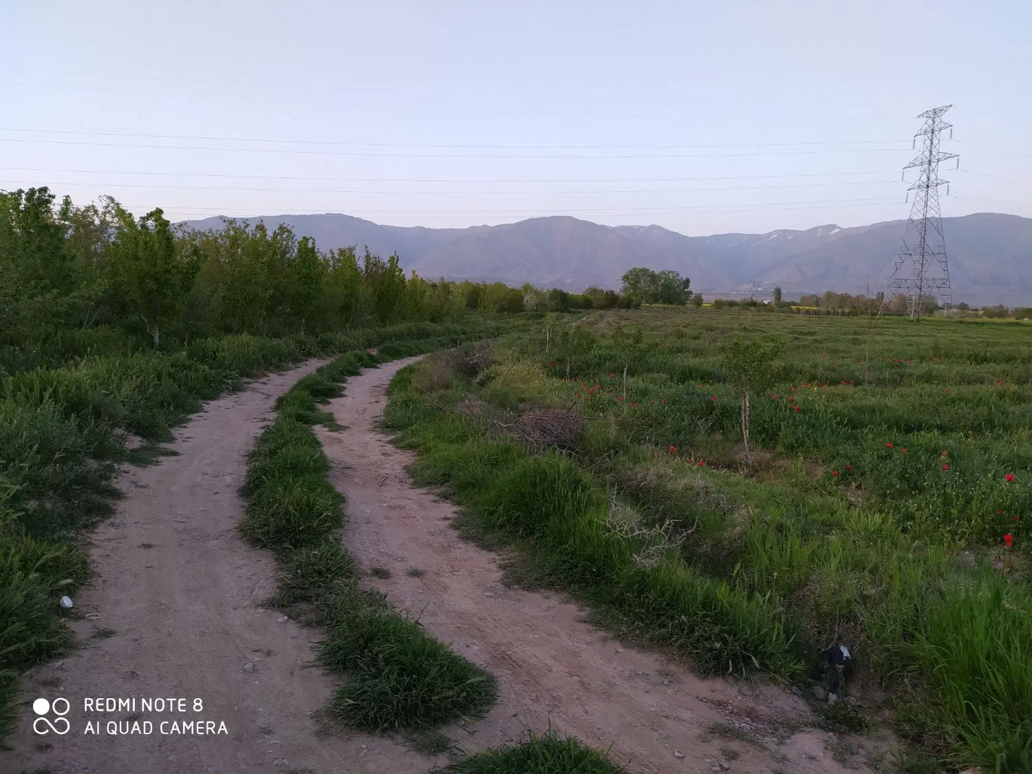 زمین باغی مناسب سرمایه گذاری