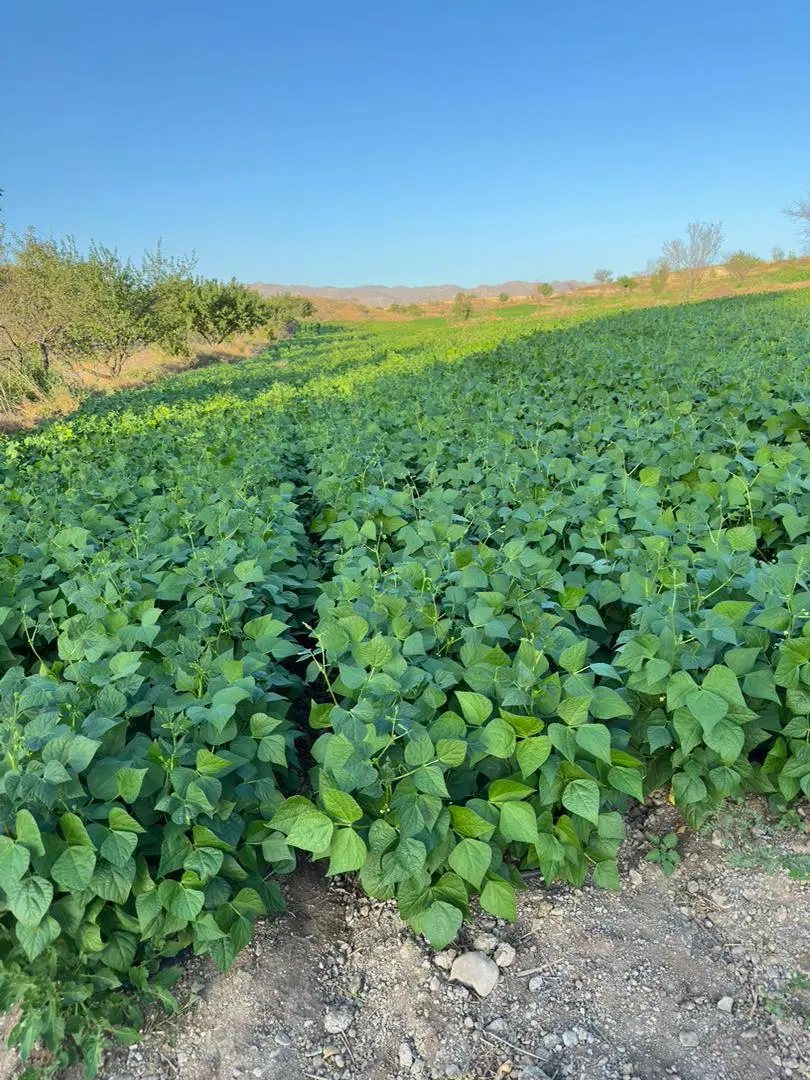 اجاره زمین کشاورزی ۸ هکتار