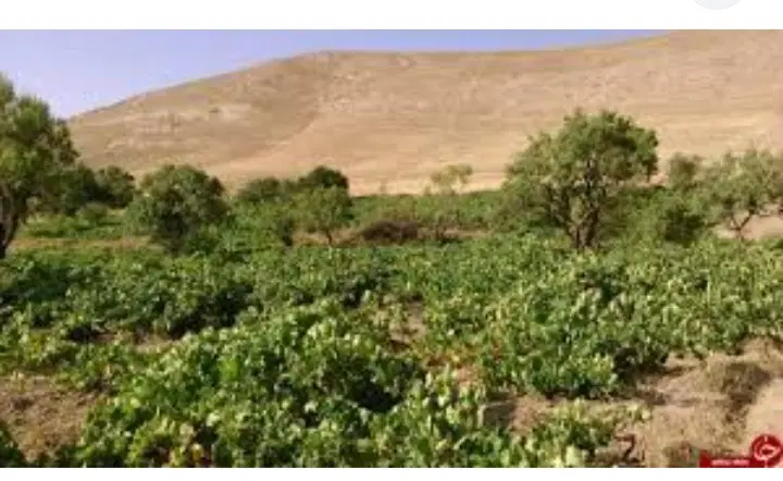 زمین با سند شش دانگ