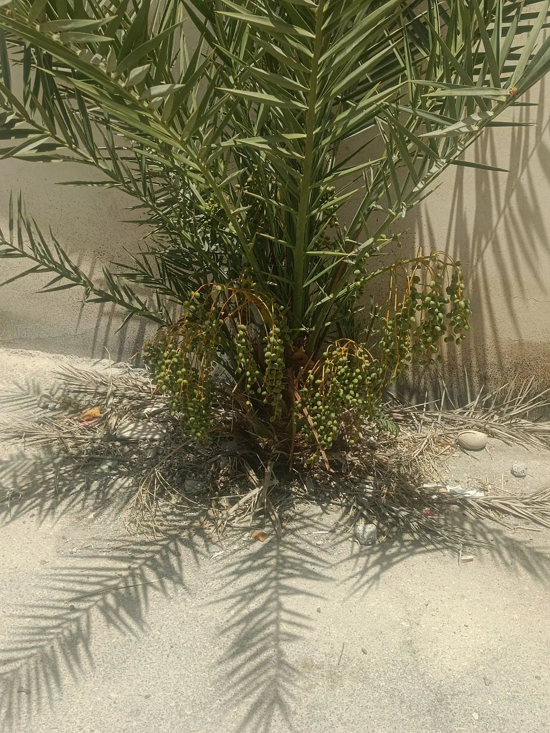 زمین 420متر گورک خورشیدی