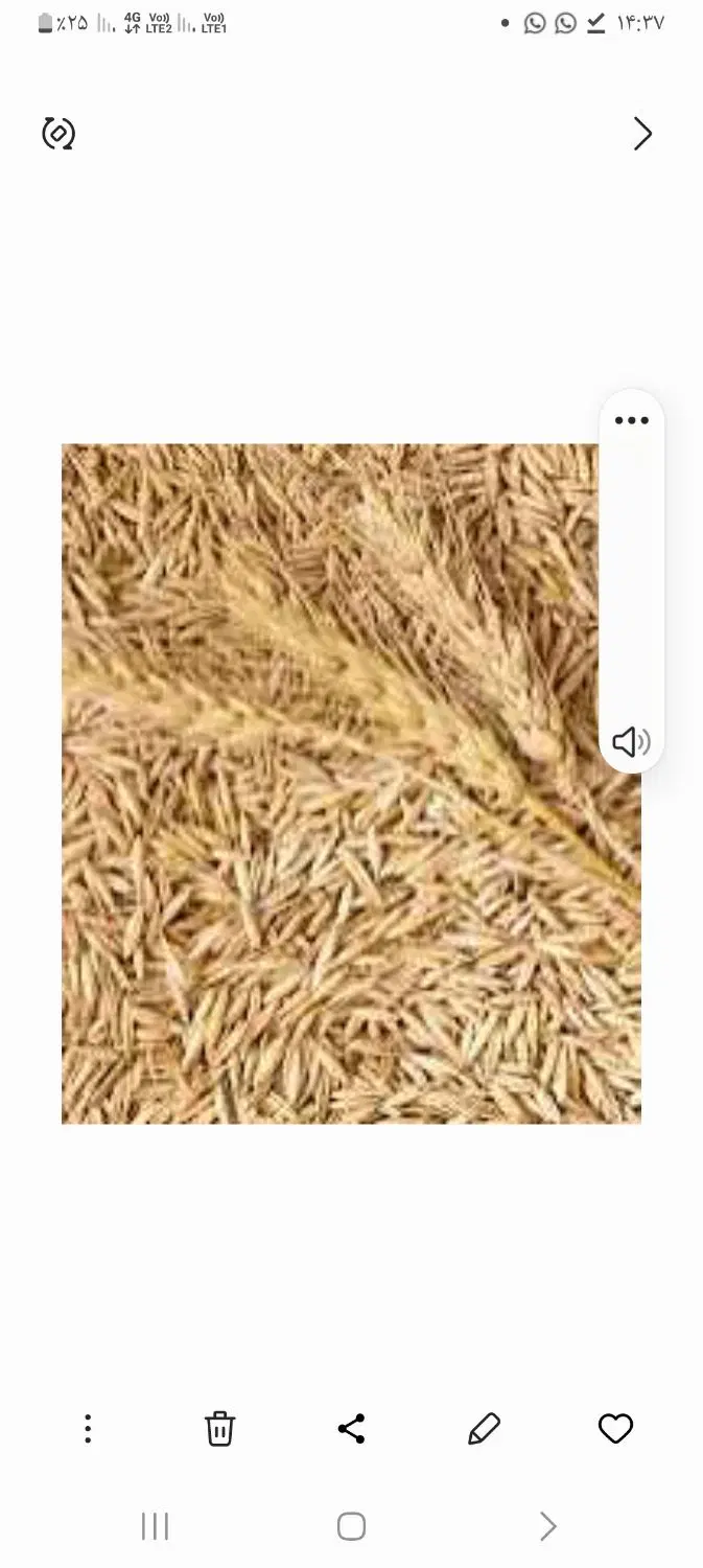 فروش جو سر زمین