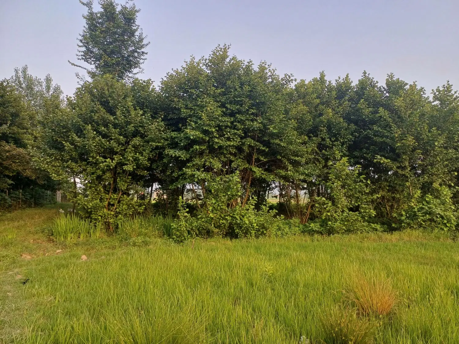 ۱۲۰۰متر زمین ۲۵۰ متر مسکونی و باغی