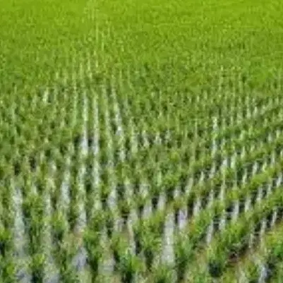 زمین کشاورزی