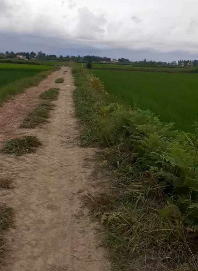 زمین شالیزار