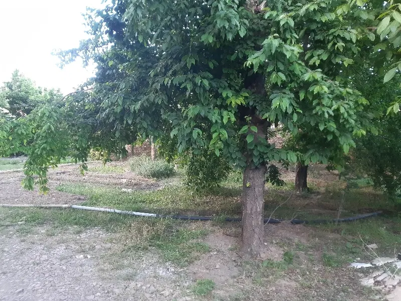 زمین در گلشن آباد