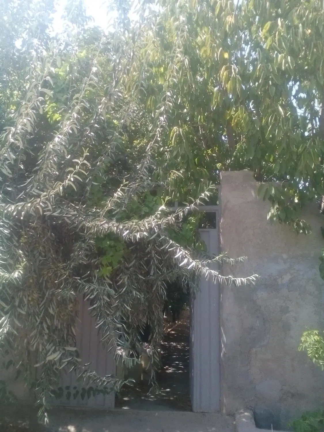 فروش باغچه