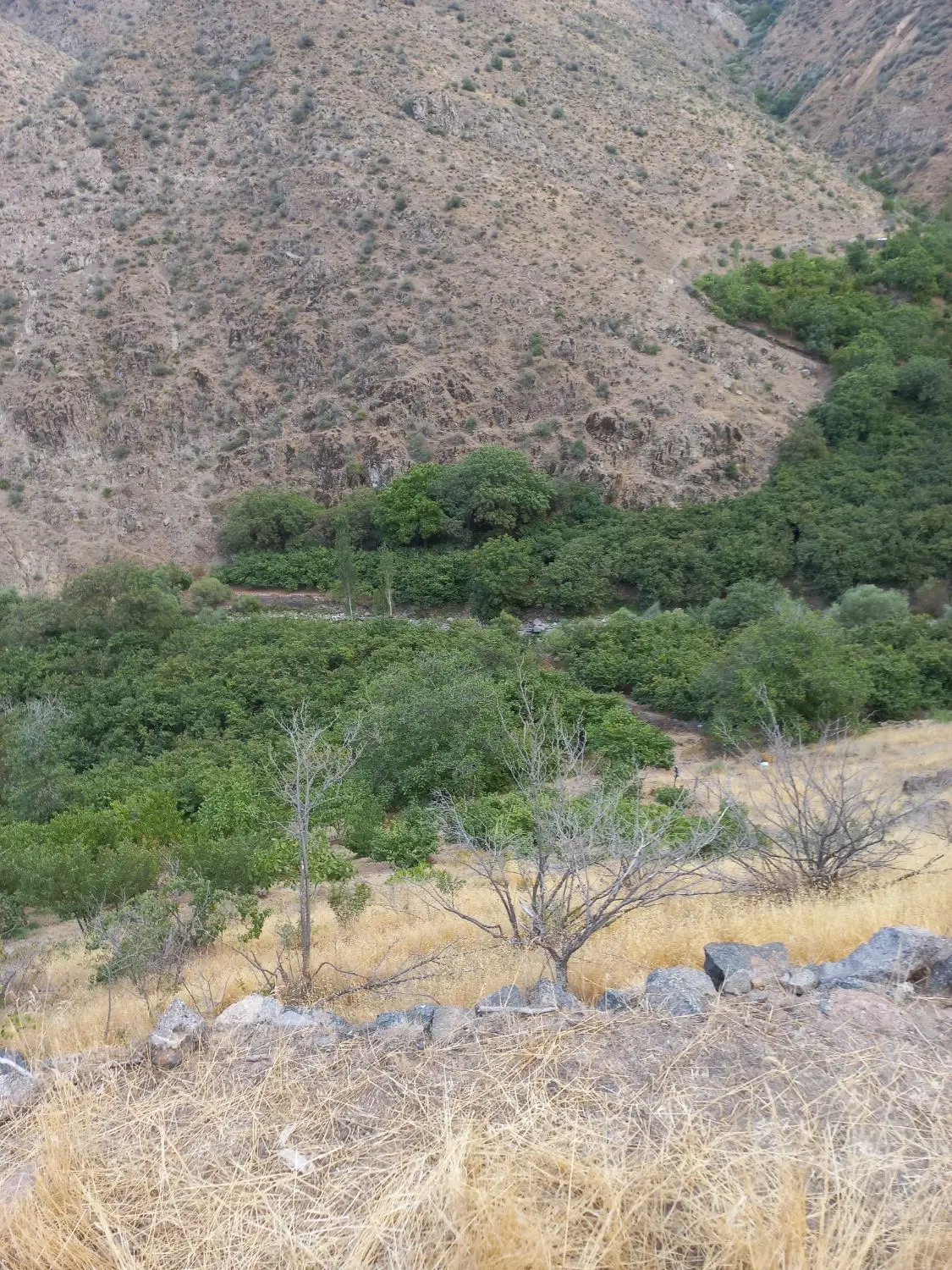 زمین باغی روستای یحیی آباد