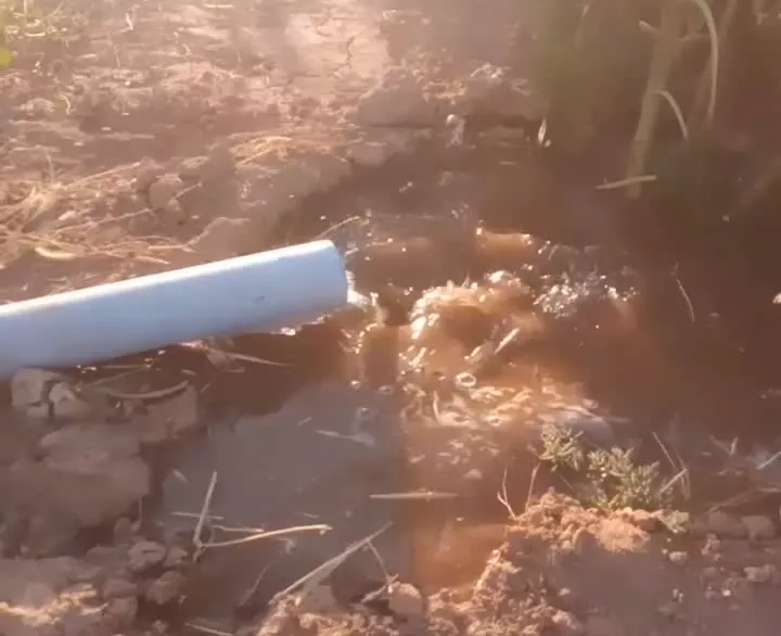 باغ انگور بارده