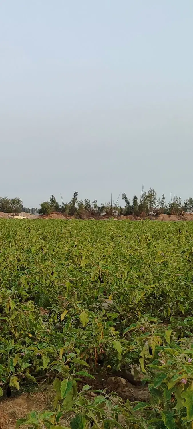 اجاره زمین کشاورزی