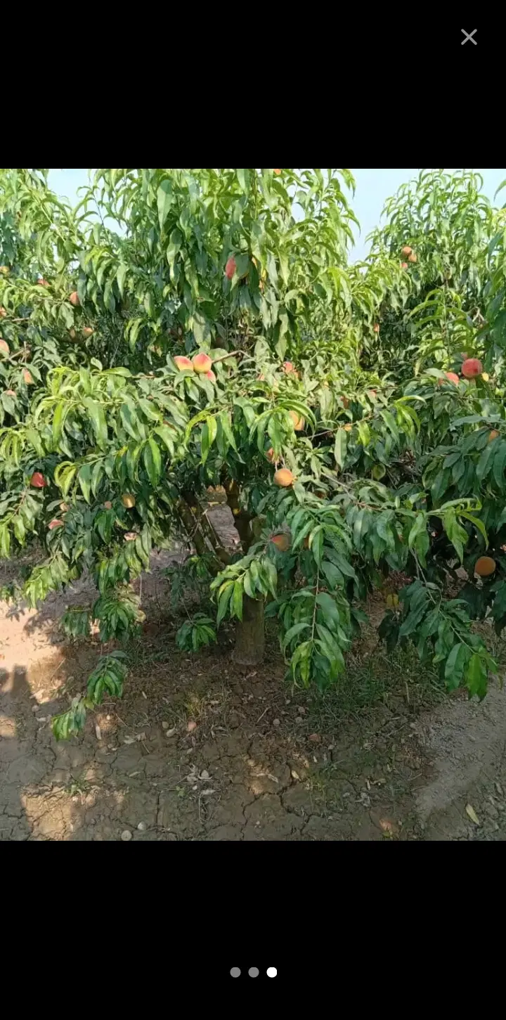زمین در روستایی زیبایی توشن