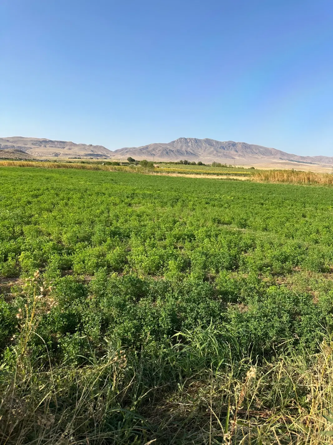 زمین باغ روستای رند