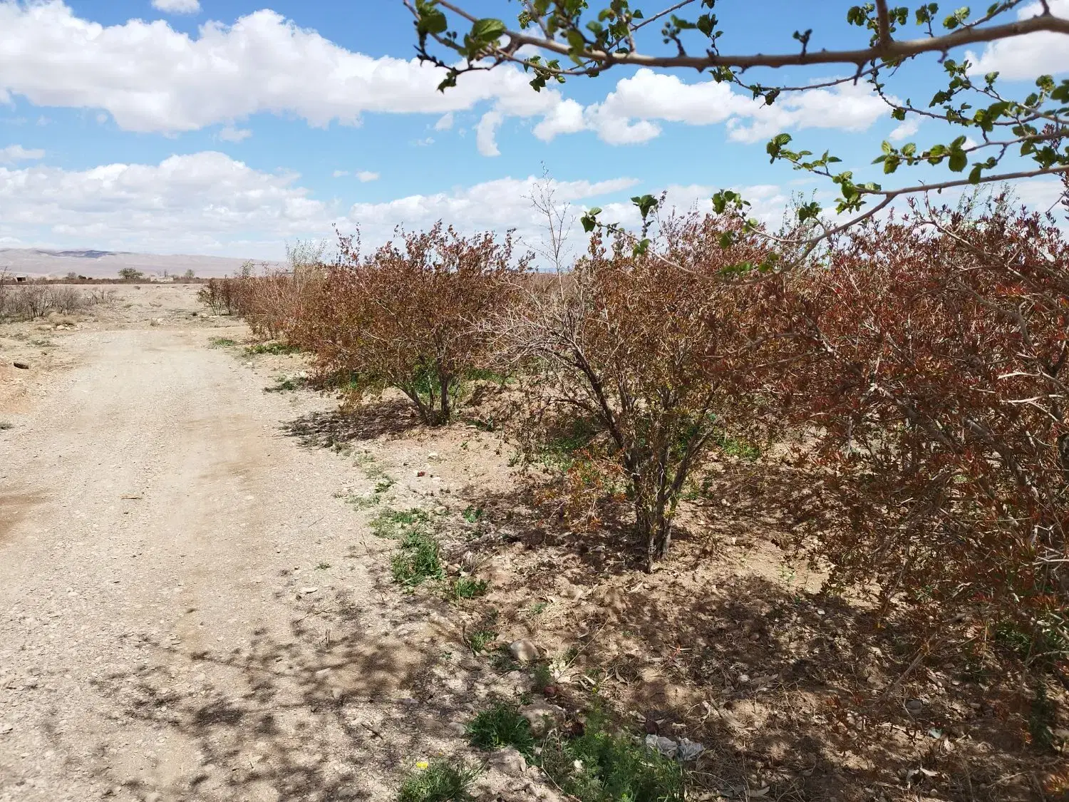 باغ انار و سردرختی  سند دار