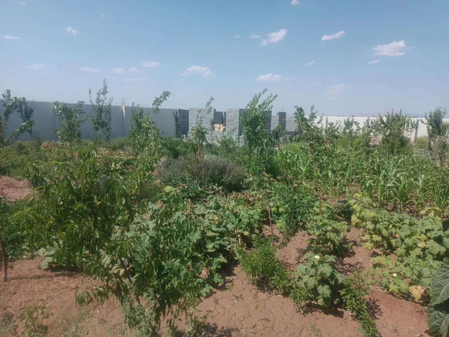 زمین ویلایی در متراژ مختلف در باغمعروف