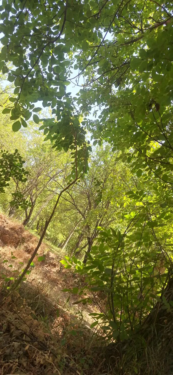 زمین زراعی 114متری