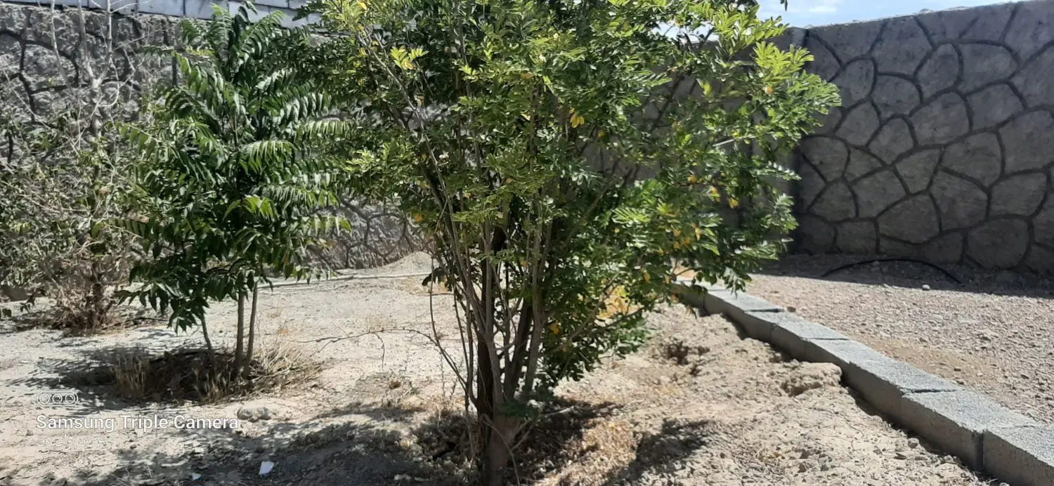 باغ منشیان