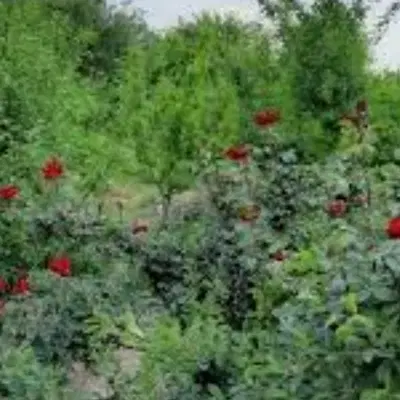 باغ مناسب و مکان عالی