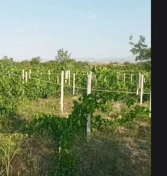 باغ انگورروسیمی وتیرچه بندی۶۰۰متر ۸۶۰میلیون