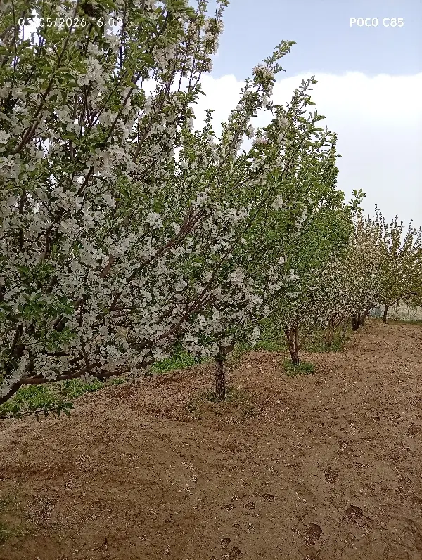 باغ و زمین در روستای گردشگری سیمین زاغه