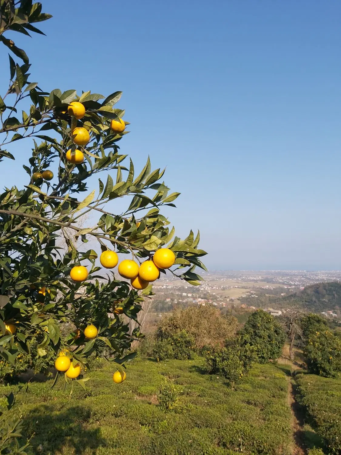 ویلا اجاره ای