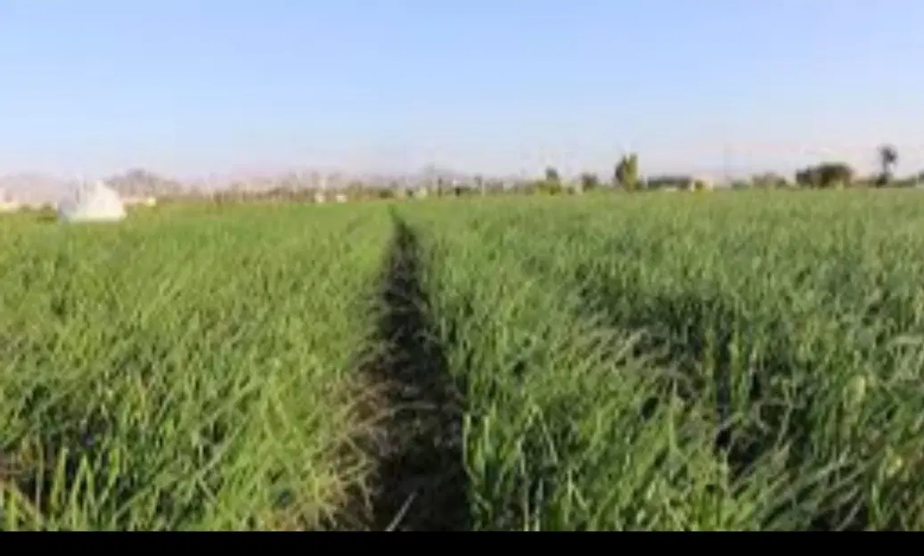 اجاره  موتور آب کشاورزی