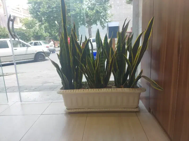 مغازه واقع در جوادلامه