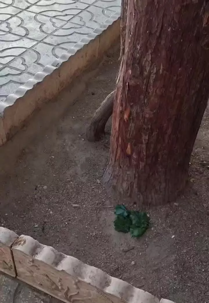 اجاز منزل مسکونی ویلایی